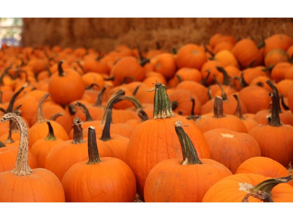 Arizona Pumpkin Patch-钱德勒必去景点