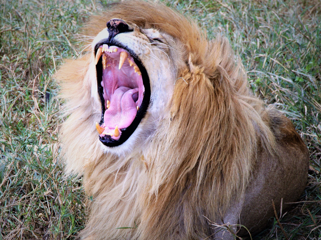 Sarafu Travel-阿鲁沙必去景点