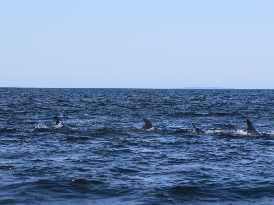 Ingonish Whale Watching景点图片
