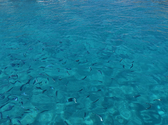 Shark Escursioni-帕劳必去景点