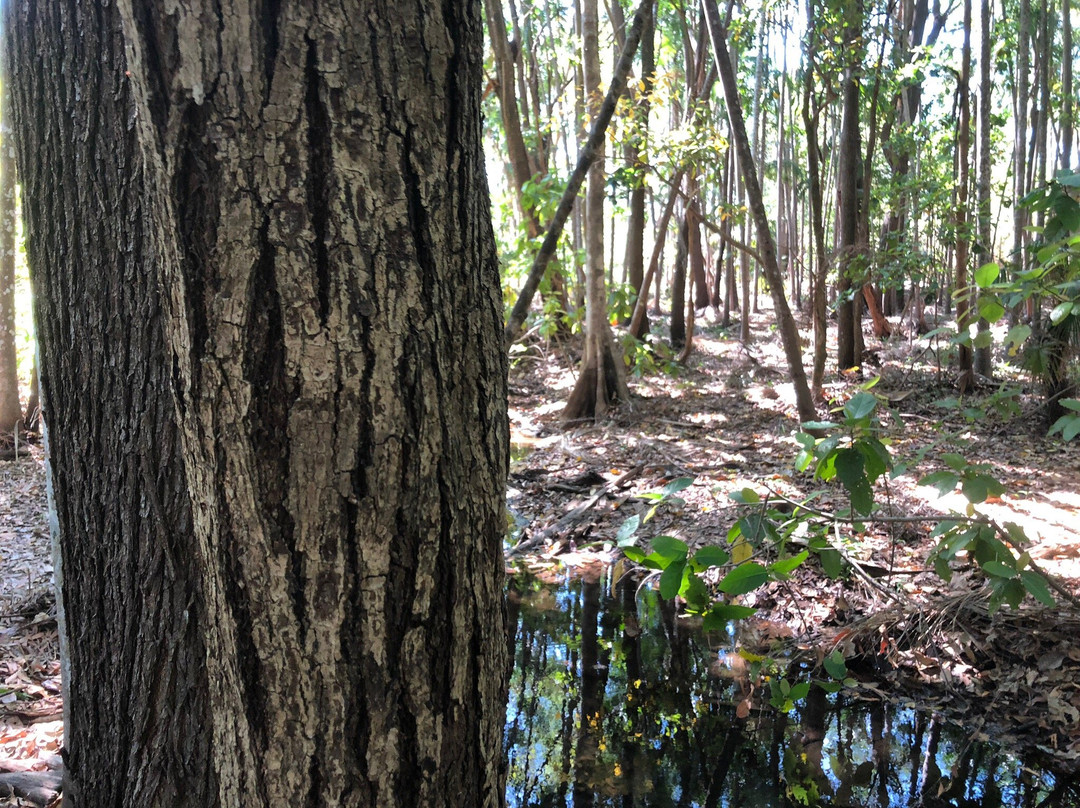 Howard Springs Nature Park景点图片