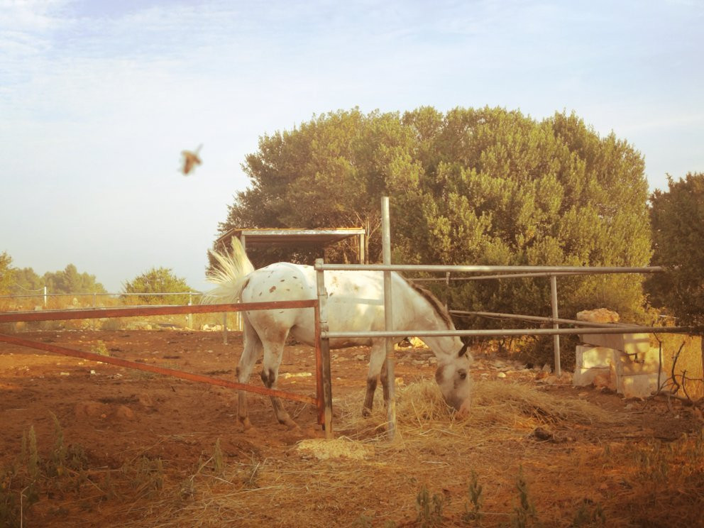 Bed & Breakfast Masseria Puglia Antica主图