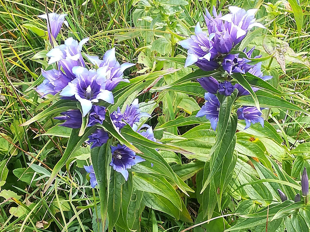 Giardino Botanico Alpino Viote di Monte Bondone景点图片