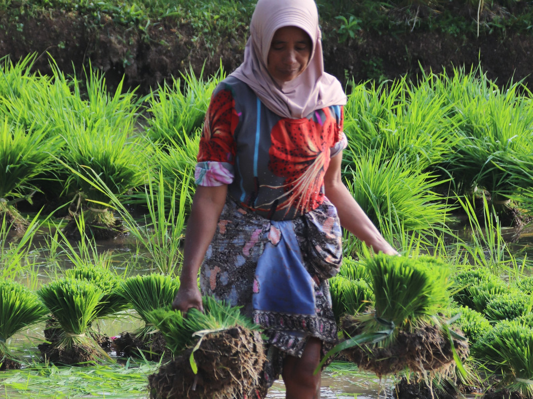 Les Rizieres Lombok主图