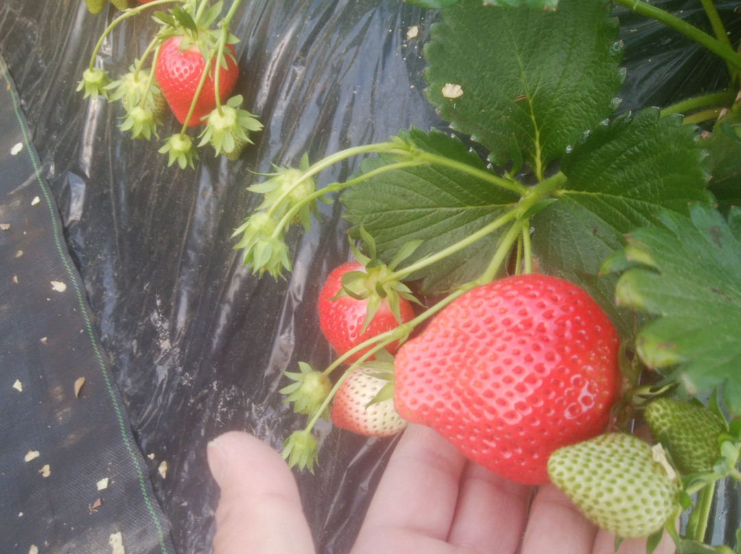 Takada Strawberry Farm-富冈市必去景点