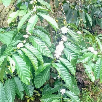 Kalibendo Eco Tourism-巴纽旺宣必去景点