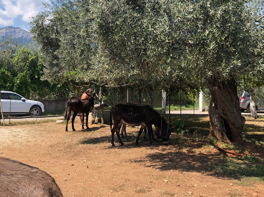 Thassos Donkeys-Skála Potamiás必去景点