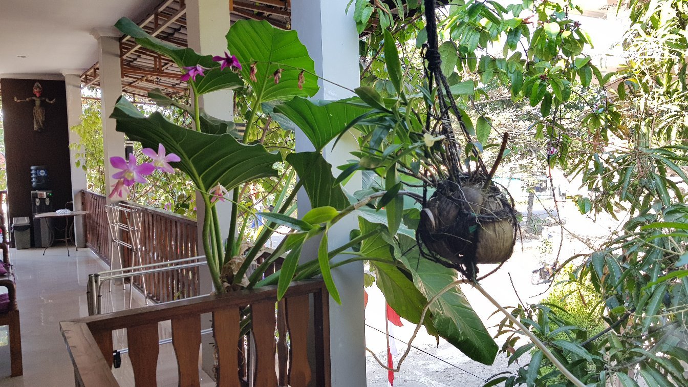 Pondok Wayang-官方