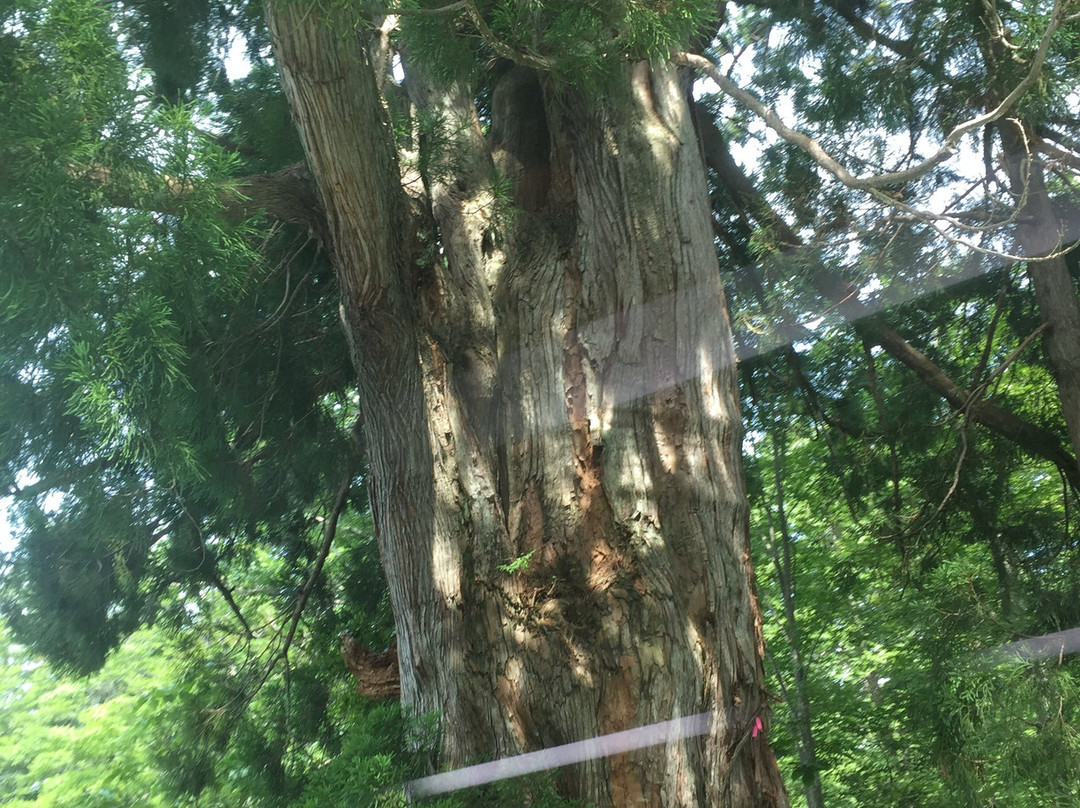 Sendosugi-立山町必去景点