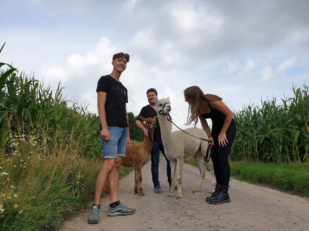 Alpaca farm River Forelands-Wamel必去景点