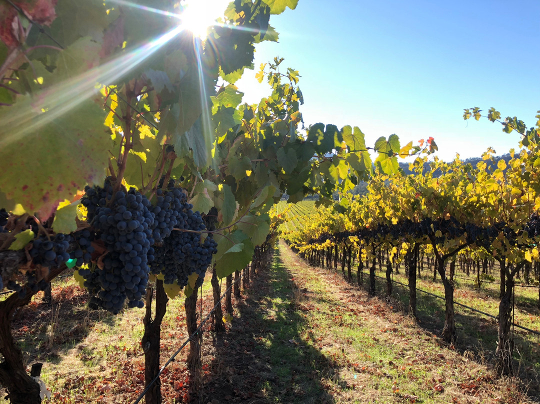 Enriquez Estate Wines景点图片