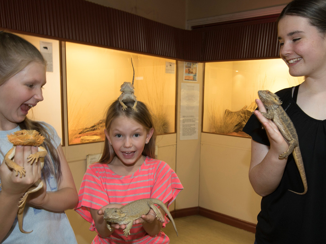 Alice Springs Reptile Centre景点图片