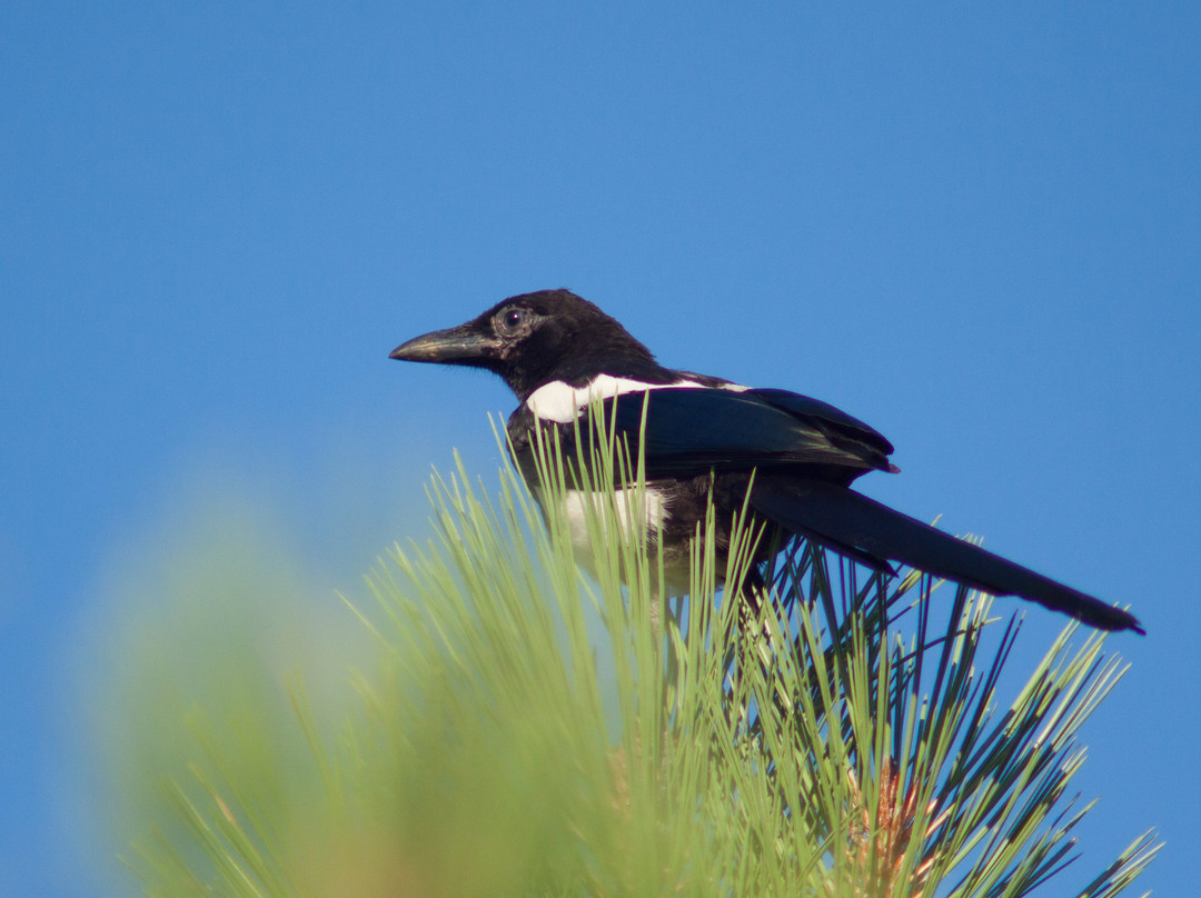 Pineridge Natural Area-科林斯堡必去景点
