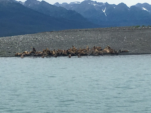 Whale Watching and Wildlife Tours-朱诺必去景点