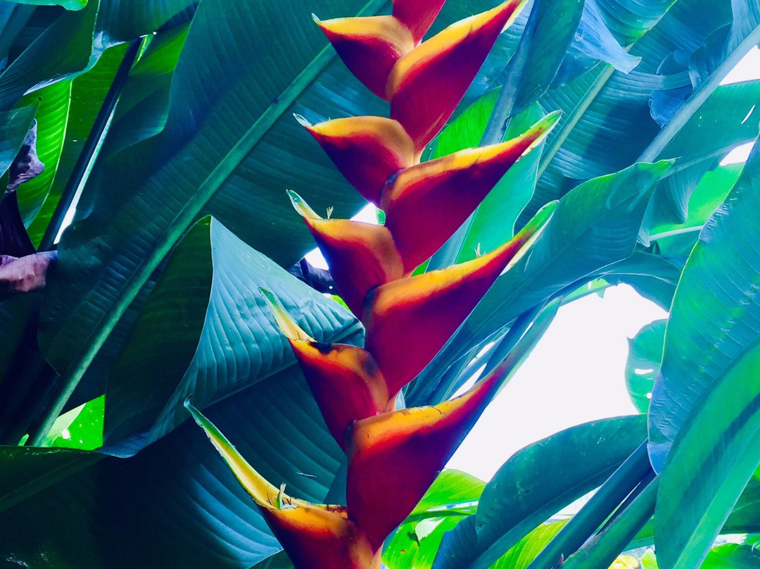 Finca Tematica La Divisa-Filandia必去景点