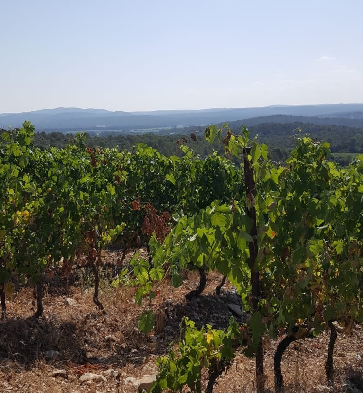 Haut-Lirou Wine Tour景点图片