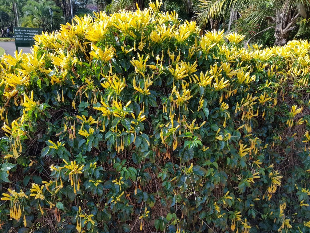 Jardim Botanico De Americana-Americana必去景点