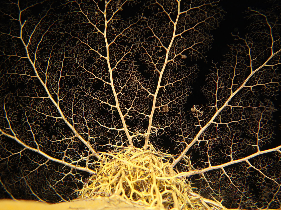 Paradise (Paraiso) Reef-考祖梅必去景点