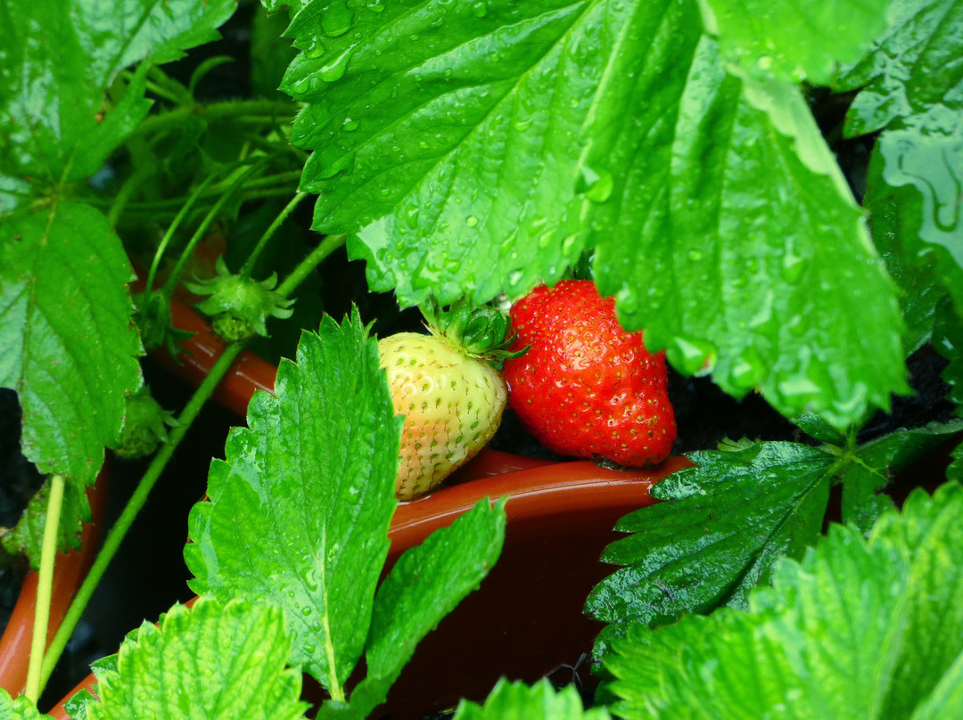 1001 Albanian Adventures-培拉特必去景点