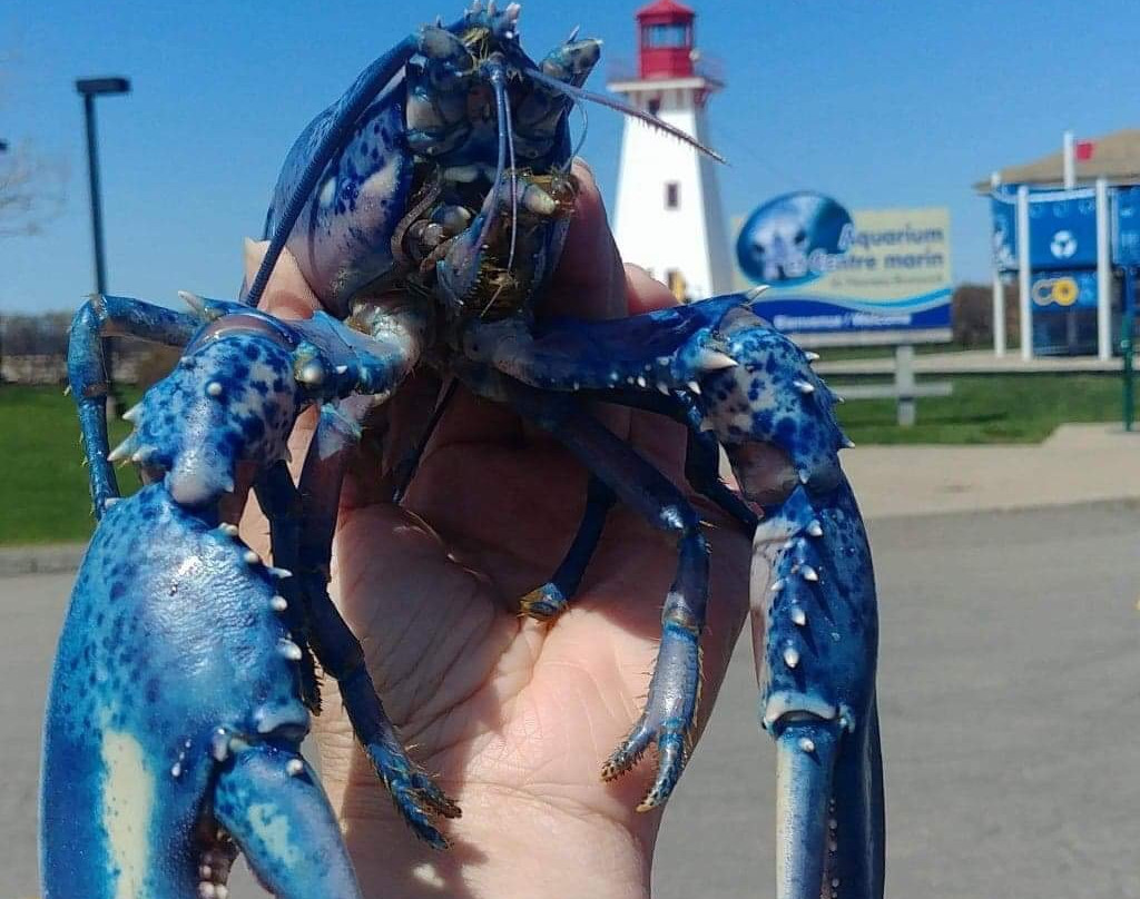 New Brunswick Aquarium and Marine Centre-Shippagan必去景点