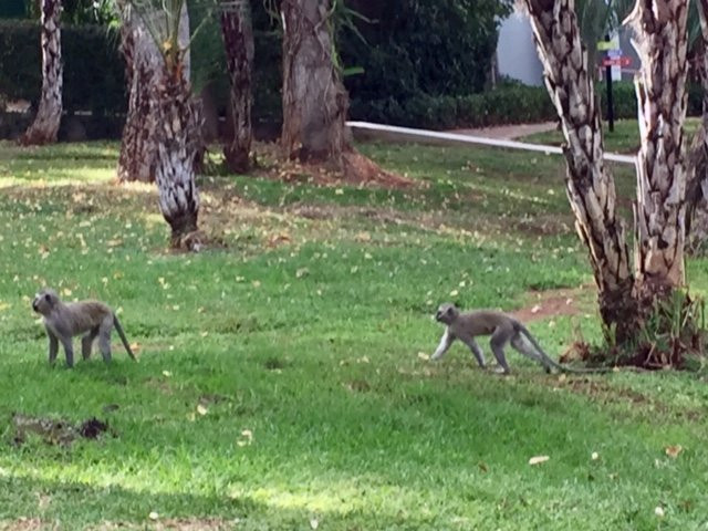 Cabanas at Sun City主图