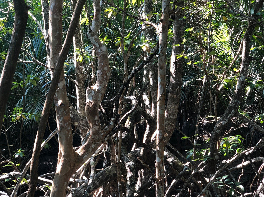 Munjang Mangrove景点图片
