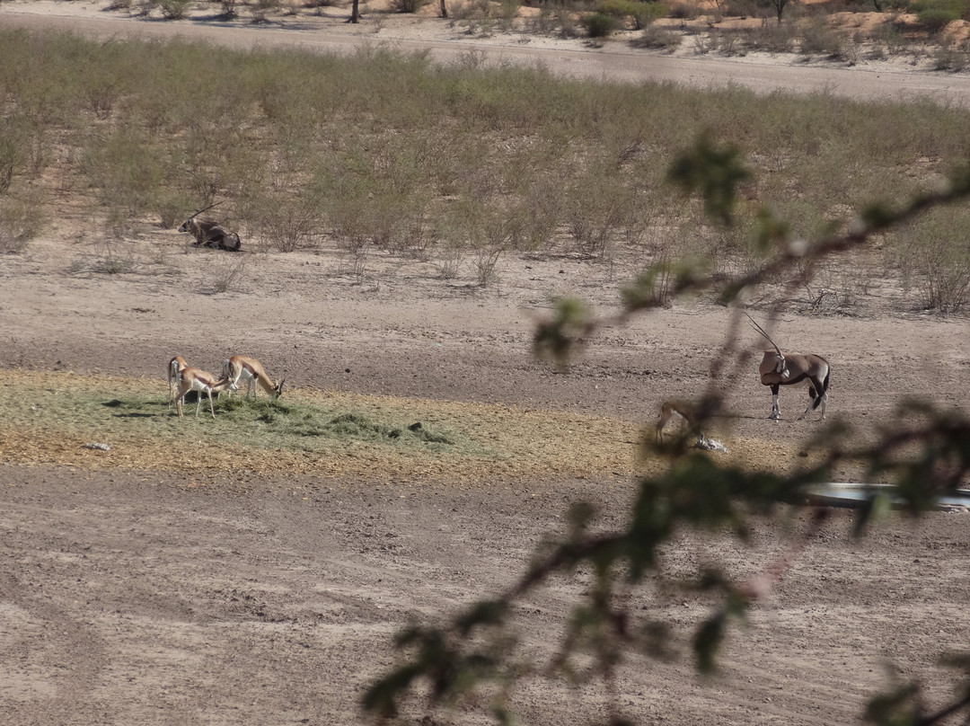 Suricate Kalahari Tented Lodge主图