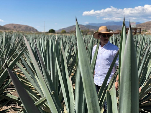 Tour Zignum-Tlacolula必去景点