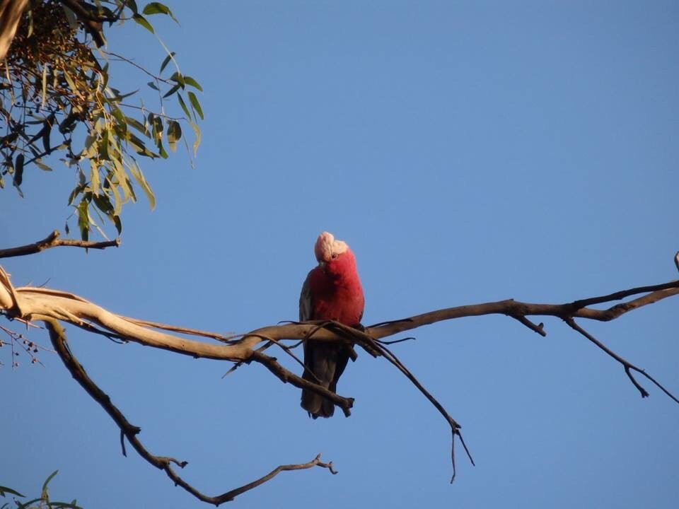 Peninsula Gardens Bushland Reserve景点图片