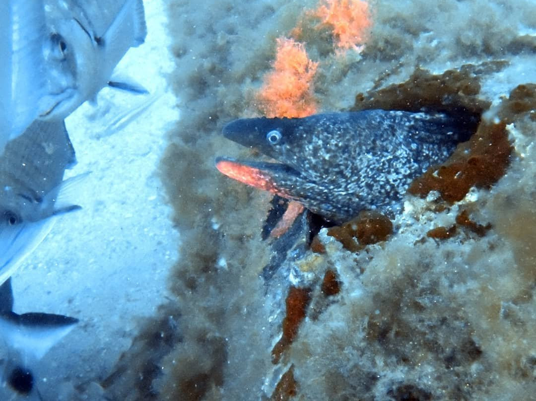 Centro de Buceo la Almadraba-阿吉拉斯必去景点