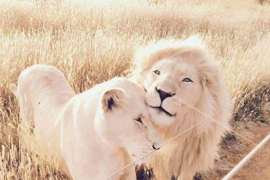 Love of Lions Sanctuary-佛罗伦萨必去景点