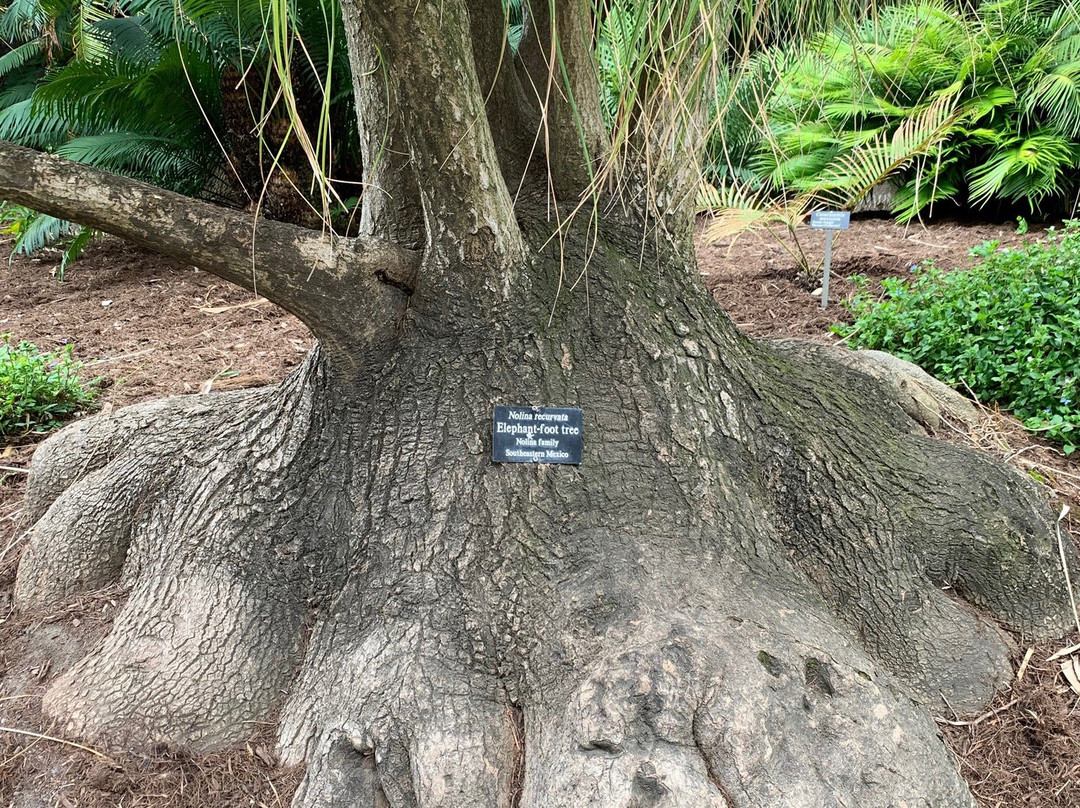 Historic Los Angeles Arboretum Tour景点图片