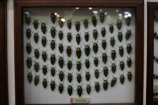 Hampyeong Expo Park - Butterfly Insect Specimen Exhibition hall-咸平郡必去景点