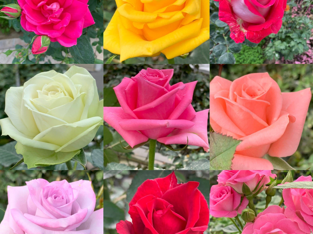 Kanoya Rose Garden-鹿屋市必去景点
