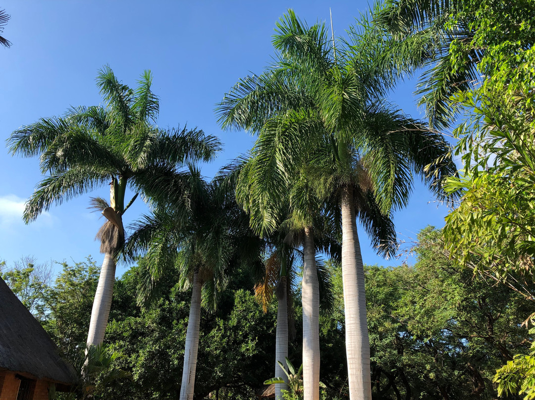 Trees Too Guest Lodge主图