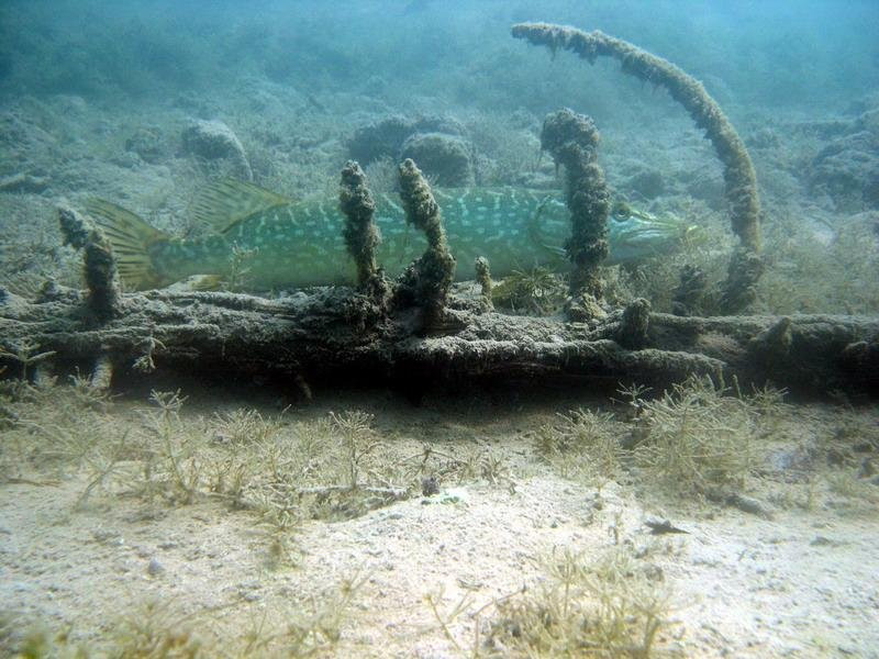 Diving Weissensee景点图片