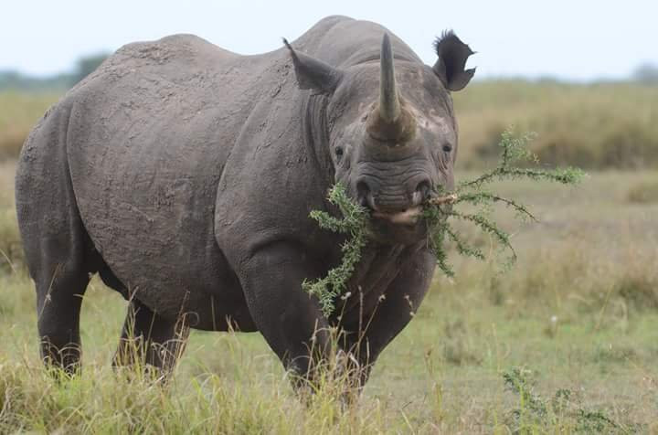 Ngorongoro Crater景点图片