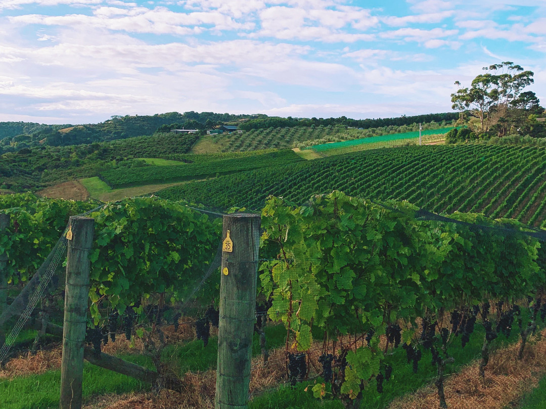 WaiTiki Tours-怀系奇岛必去景点