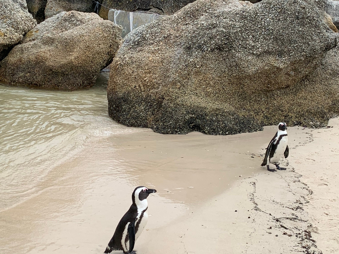 Travel Pilot-开普敦中心区必去景点