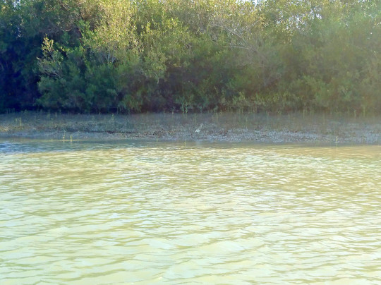 Mangrove Forest in Chabahar-Chabahar必去景点