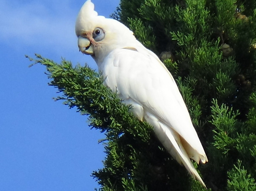 The Grange Reserve - UFO Park-克莱顿必去景点