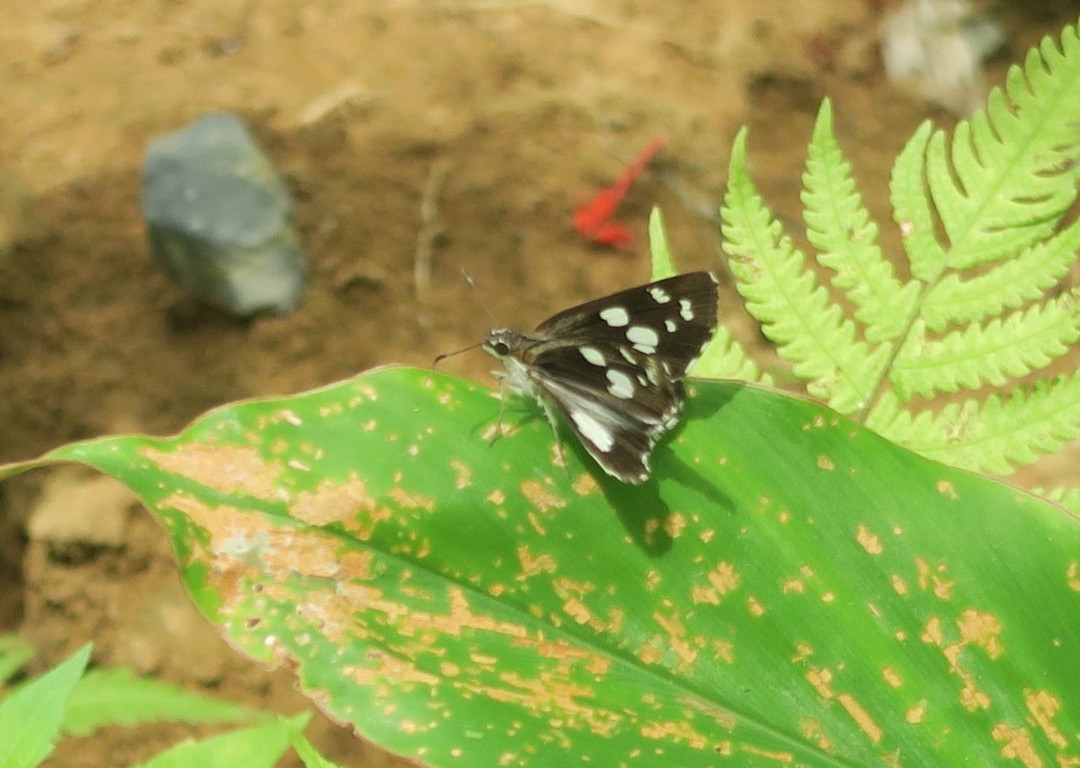 Orchid Garden Khaolak-库克卡克海滩必去景点