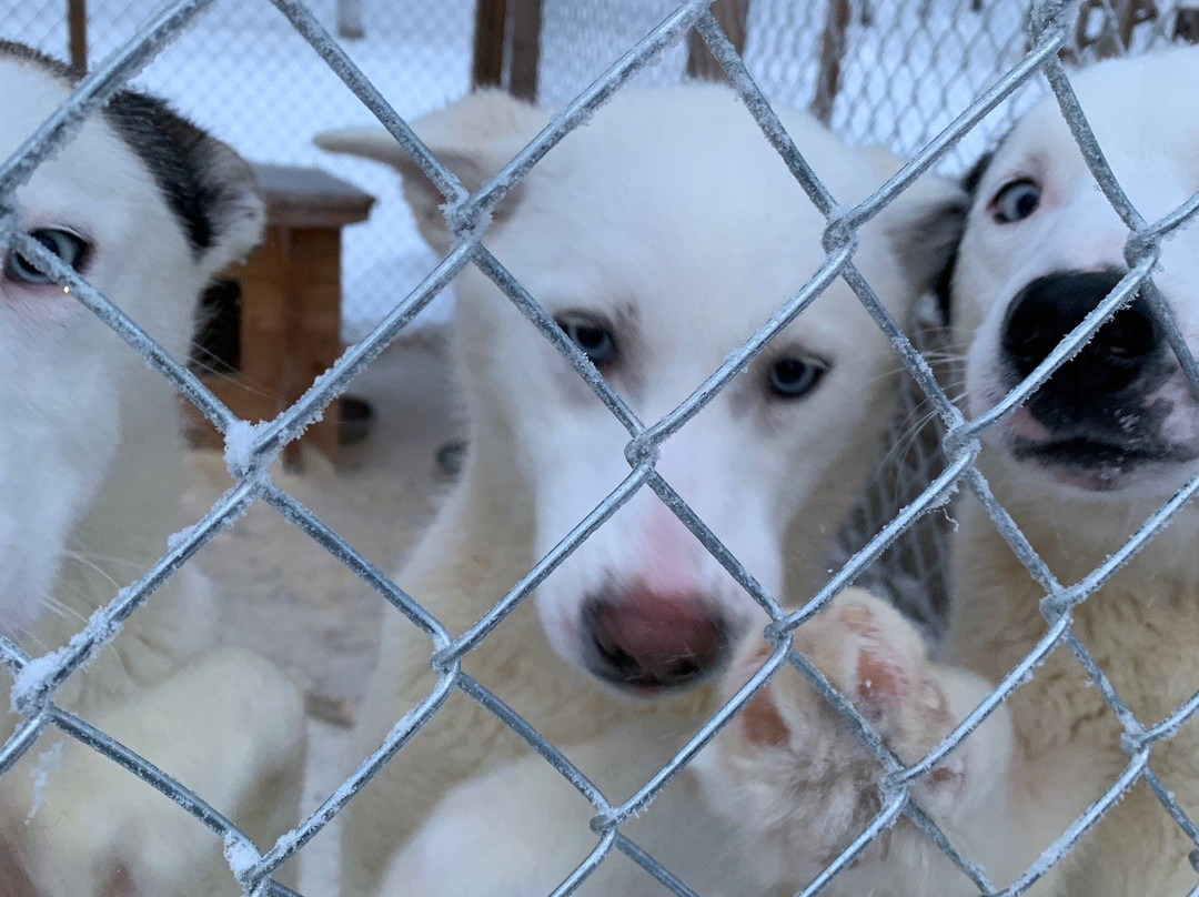 Arctic Husky Farm-Pelkosenniemi必去景点