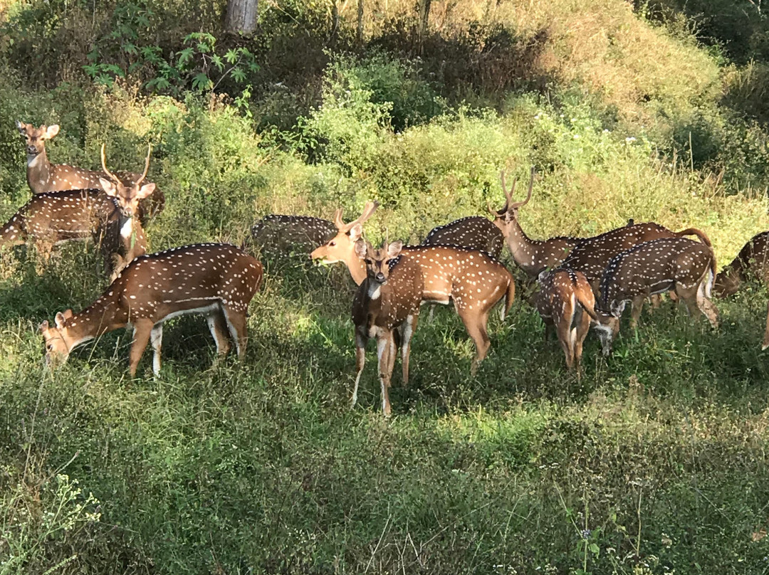 Mudumalai National Park景点图片
