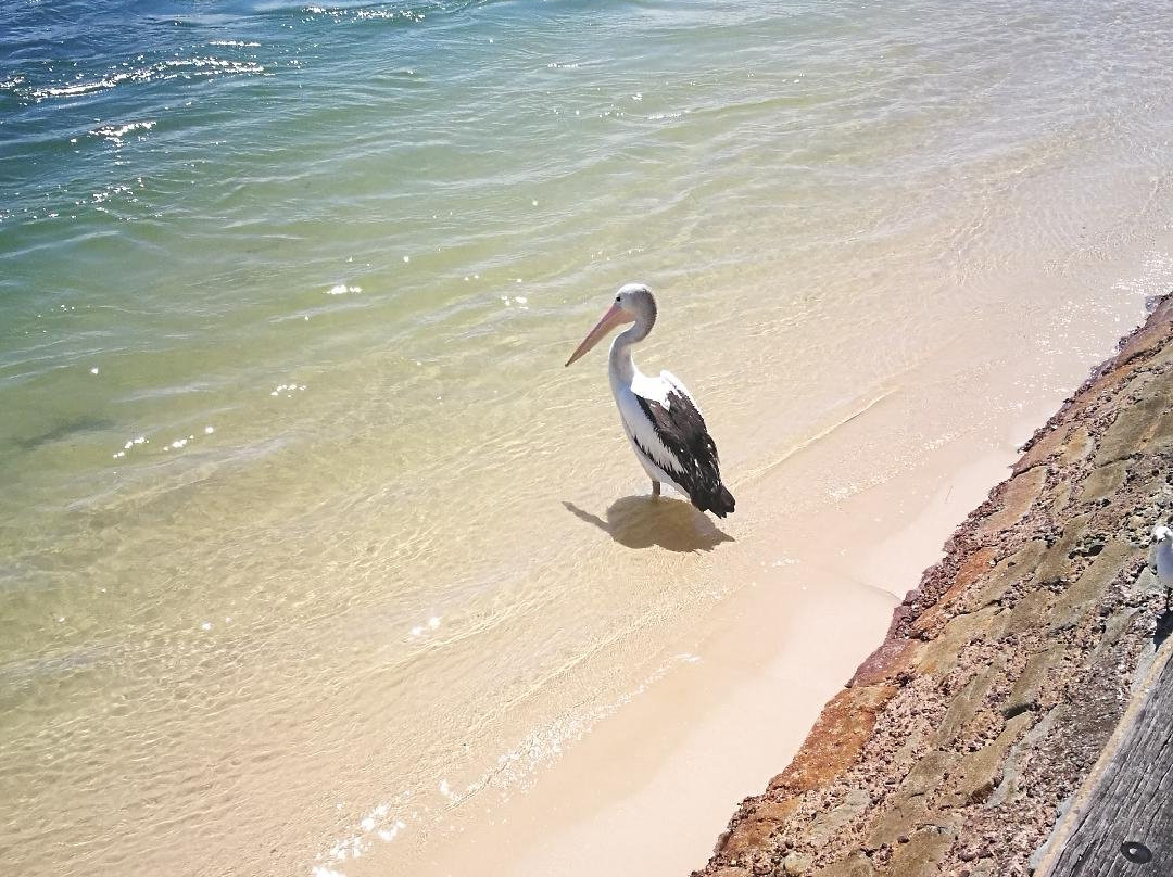 Bulcock Beach景点图片