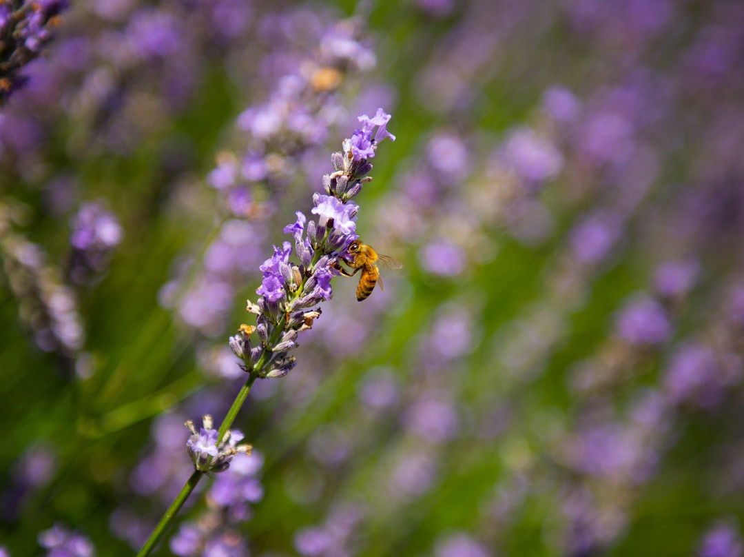 Lavender Backyard Garden景点图片