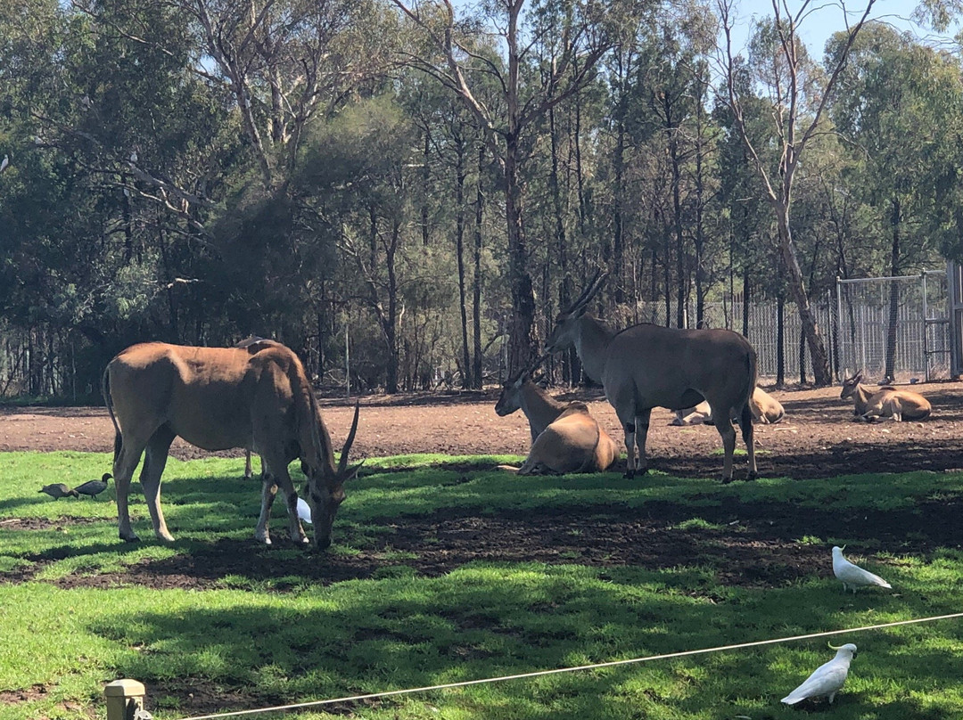 Taronga Western Plains Zoo景点图片