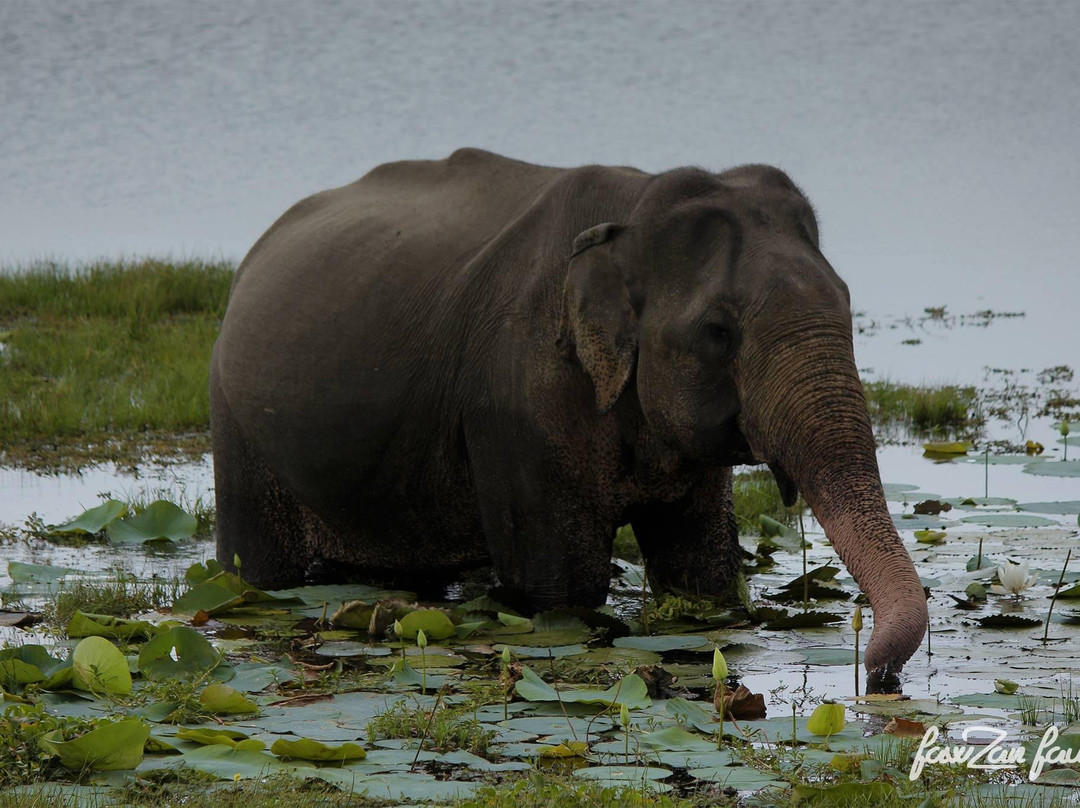 Elysian Lanka Travels-Ratnapura必去景点