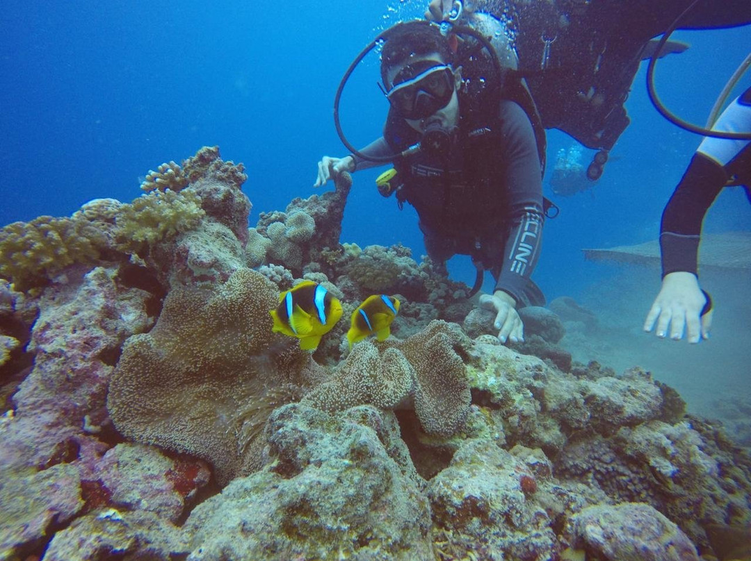 Al-Haddad Scuba-吉达必去景点