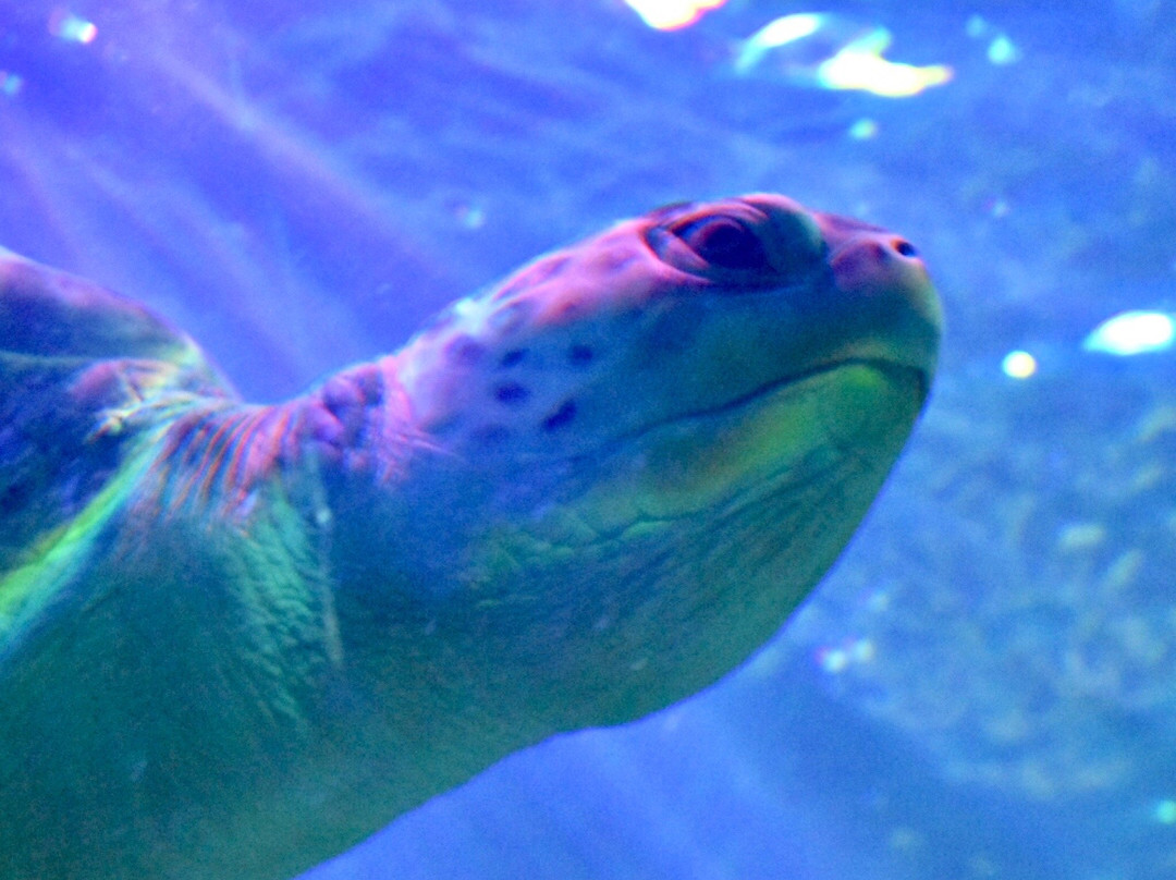 黑潭旅游景点-Sea Life Blackpool